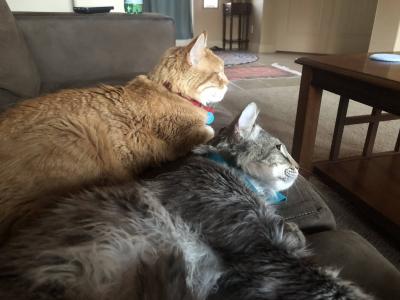 Both Rusty and Rockwell the cats lying next to each other on a sleepover together